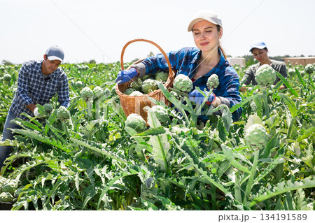 Woman plantation worker holding artichokes in hands. Her co-worker harvetsting artichokes Woman plantation worker holding artichokes in hands. Her co-worker harvetsting artichokes 134191589