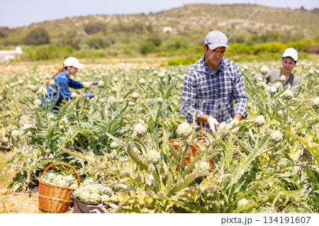 Focused man engaged in artichokes growing, harvesting vegetables Focused man engaged in artichokes growing, harvesting vegetables 134191607