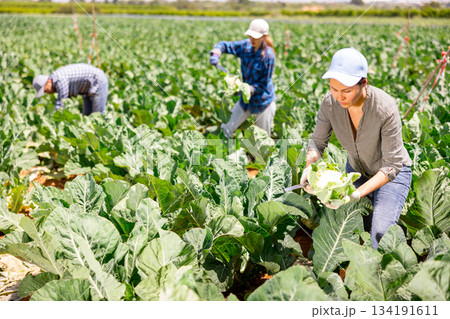 Positive asian woman picking harvest of cauliflower cabbage on field Positive asian woman picking harvest of cauliflower cabbage on field 134191611