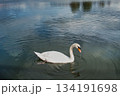 アミューズメントパークの湖に、たった一羽だけいた寂しそうな白鳥 134191698