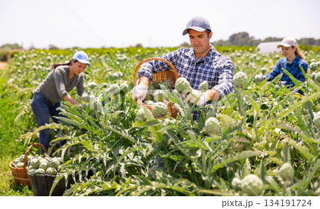 Focused man engaged in artichokes growing, harvesting vegetables Focused man engaged in artichokes growing, harvesting vegetables 134191724