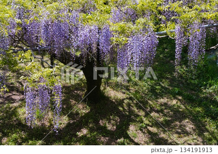 藤色の時 134191913