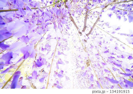 藤色の時 134191915