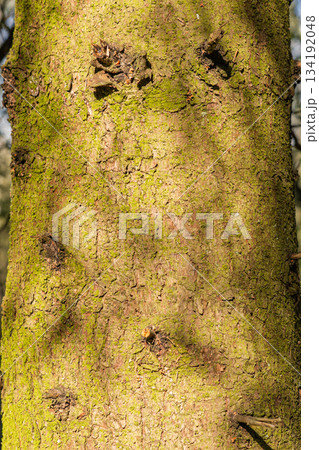 scarred trunk with insect markings 134192048