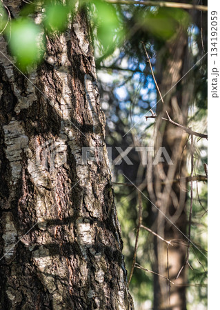forest edge bark with entwined branches 134192059