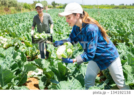Portrait of female farmer cutting cauliflower cabbage on field 134192138