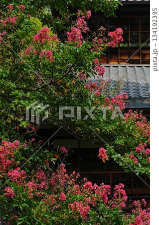 百日紅が咲く庭 百日紅が咲く庭 134192395