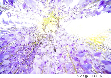 癒しの藤色 癒しの藤色 134192399