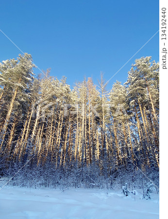 Winter forest with pine trees and snow 134192440