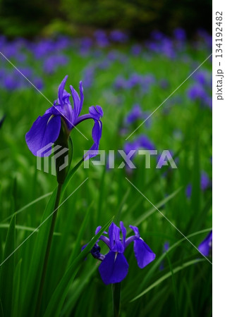 五月はかきつばた 134192482