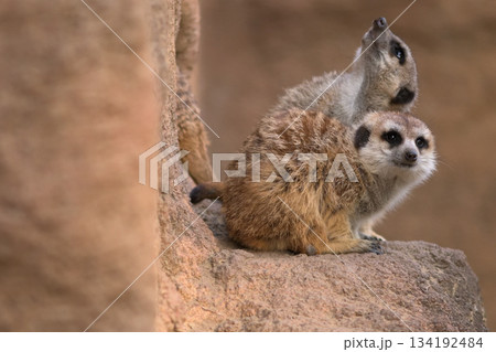 上空を飛び回るカラスを警戒するミーアキャット 134192484
