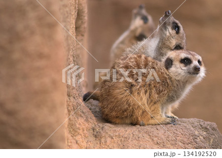 並んで上空のカラスを警戒するミーアキャット 134192520