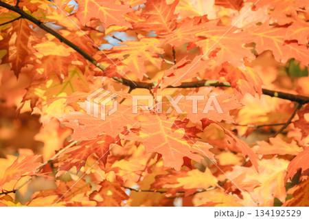 Bright red and orange oak leaves on a branch bathed in warm sunlight during the autumn season 134192529