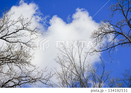 Silhouettes of tree branches with new buds against a bright blue sky with large fluffy white cloud 134192531