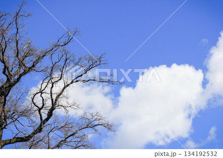 Silhouettes of tree branches with new buds against a bright blue sky with large fluffy white cloud Silhouettes of tree branches with new buds against a bright blue sky with large fluffy white cloud 134192532