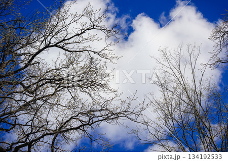 Silhouettes of tree branches with new buds against a bright blue sky with large fluffy white cloud Silhouettes of tree branches with new buds against a bright blue sky with large fluffy white cloud 134192533