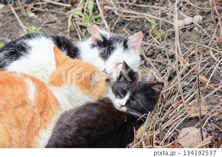 Three small stray cats of different colors are sleeping together huddled closely for warmth outdoors Three small stray cats of different colors are sleeping together huddled closely for warmth outdoors 134192537