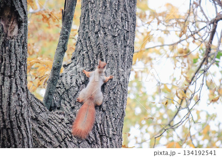 A small red-tailed squirrel is climbing up a thick textured tree trunk in an autumn park 134192541