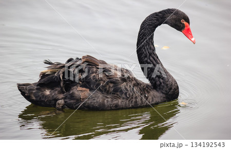 An elegant black swan with a bright red beak is swimming peacefully on the rippling water surface 134192543