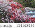 紅白の競演 渓流を彩る花桃 134192549