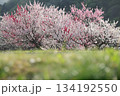 前ボケの芝生 柔らかな光に咲く花桃 134192550