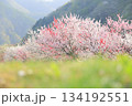 息をのむ春の情景 陽光を浴びる花桃 134192551
