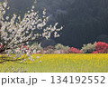 黄金の絨毯と花明かり 遠景の彩り 134192552
