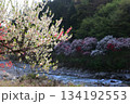 清流に咲き乱れる 鮮やかな桃源郷 134192553