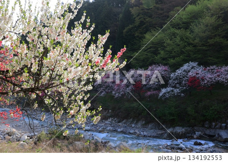 清流に咲き乱れる 鮮やかな桃源郷 134192553