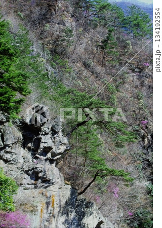 下仁田の岩場に根付く松と自然の風景（群馬県） 134192554
