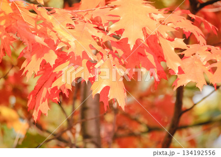 Bright red and orange oak leaves on a branch bathed in warm sunlight during the autumn season 134192556