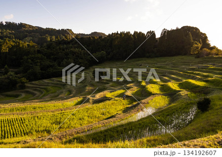 日本の棚田百選(大山千枚田) 134192607
