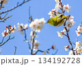 白梅に一休みするメジロ 134192728