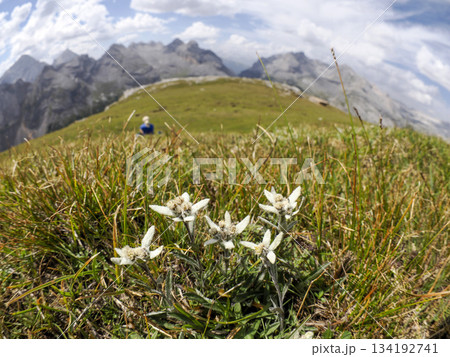 edelweiss flower in dolomites col bechei Fanes mountains 134192741