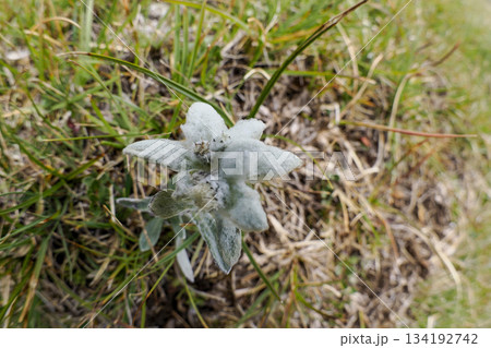 edelweiss flower in dolomites col bechei Fanes mountains 134192742