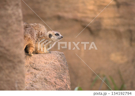 狭いところに集まって窮屈な三匹のミーアキャット 134192794