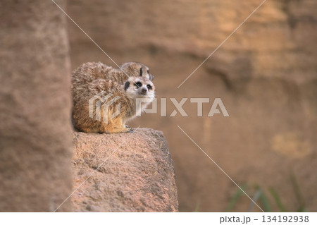 二匹で違う方向の警戒をするミーアキャット 134192938