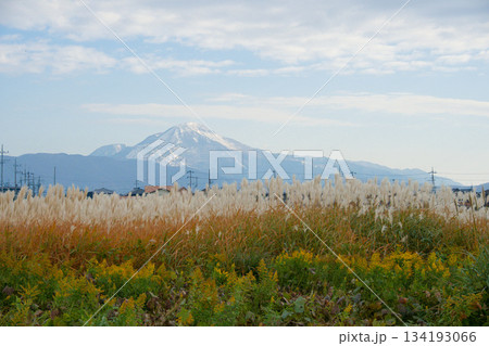 薄の野原と冠雪した伊吹山 薄の野原と冠雪した伊吹山 134193066