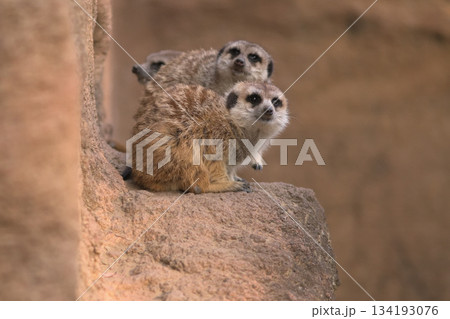 忙しく動く回る三匹のミーアキャット 134193076