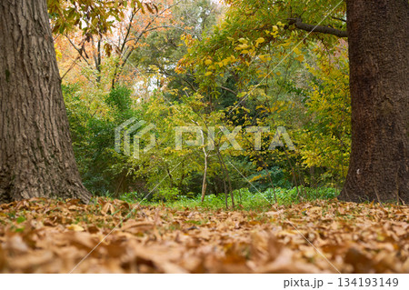 落ち葉が敷き詰められた晩秋の雑木林の風景 134193149