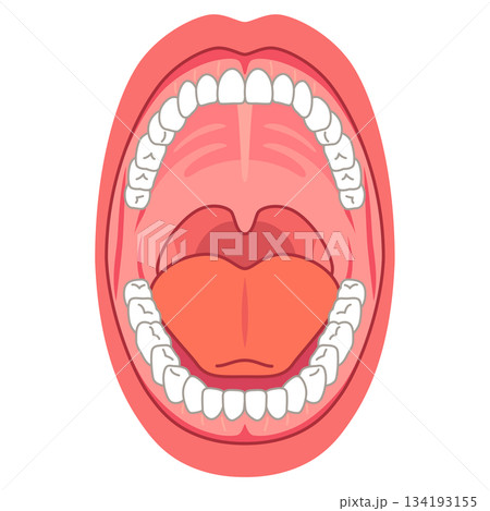口内炎の出来やすい場所　口の中　医療 134193155