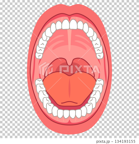口内炎の出来やすい場所　口の中　医療 134193155