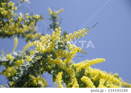 青空に映える黄色いミモザの花（横位置・春・背景素材） 134193189