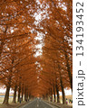 思い出の並木 134193452