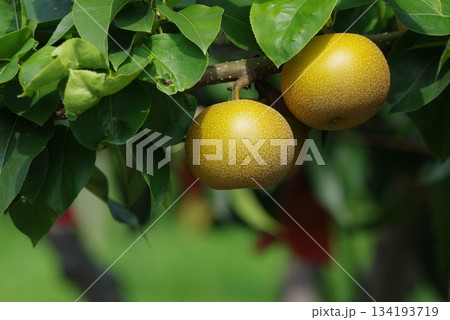 梨が成長して収穫真うの実の様子 134193719