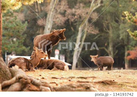 奈良の東大寺の鹿 紅葉 奈良の東大寺の鹿 紅葉 134193742