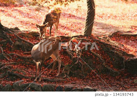 奈良の東大寺の鹿 紅葉 奈良の東大寺の鹿 紅葉 134193743