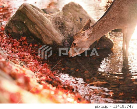 奈良の東大寺の鹿　紅葉 134193745