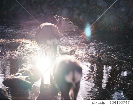 奈良の東大寺の鹿　紅葉 134193747