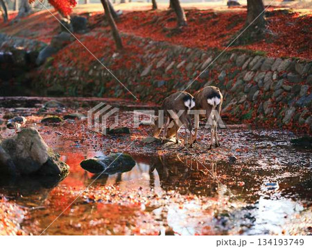 奈良の東大寺の鹿 紅葉 奈良の東大寺の鹿 紅葉 134193749